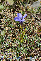 C353769: Gefranster Enzian (Gentiana ciliata)
