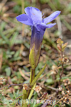C353771: Gefranster Enzian (Gentiana ciliata)