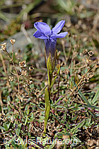 C353775: Gefranster Enzian (Gentiana ciliata)