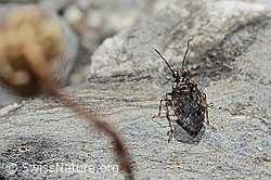 Saldula saltatoria (C353778)