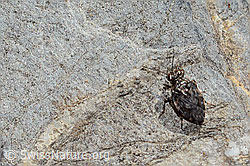 Saldula saltatoria (C353781)
