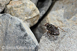 Saldula saltatoria (C353783)