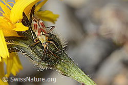 C353814: Rotgefleckte Schmuckwanze (Calocoris roseomaculatus) auf Blume