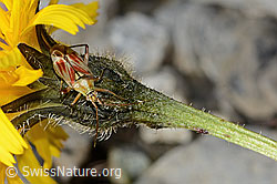 C353818: Rotgefleckte Schmuckwanze (Calocoris roseomaculatus) auf Blume