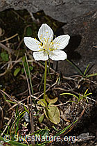 Parnassia palustris (C353830)