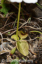 Parnassia palustris (C353832)