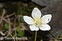 Parnassia palustris (C353833)