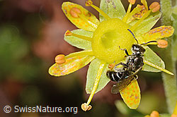 Saxifraga aizoides
