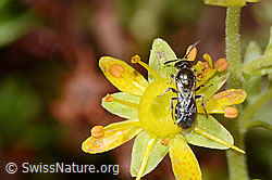 Lasioglossum albipes on Saxifraga aizoides (C353864) Lasioglossum albipes on Saxifraga aizoides (C353864)