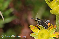 Lasioglossum albipes on Saxifraga aizoides (C353865) Lasioglossum albipes on Saxifraga aizoides (C353865)