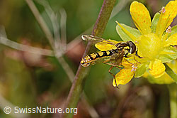 Sphaerophoria interrupta (Schwebfliege) auf Bewimpertem Steinbrech (Saxifraga aizoides) (C353874)