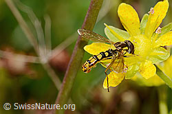 Sphaerophoria interrupta (Schwebfliege) auf Bewimpertem Steinbrech (Saxifraga aizoides) (C353875)