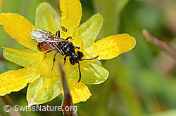 C353902: Sand-Blutbiene (Sphecodes pellucidus) auf Bewimpertem Steinbrech (Saxifraga aizoides)