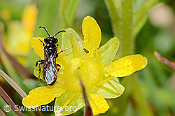 C353903: Sand-Blutbiene (Sphecodes pellucidus) auf Bewimpertem Steinbrech (Saxifraga aizoides)