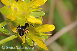C353904: Sand-Blutbiene (Sphecodes pellucidus) auf Bewimpertem Steinbrech (Saxifraga aizoides)