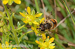Eristalis tenax on Saxifraga aizoides (C353911)