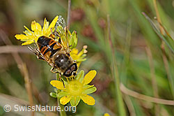 Eristalis tenax on Saxifraga aizoides (C353914)