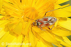 C353918: Rotgefleckte Schmuckwanze (Calocoris roseomaculatus) auf Blume