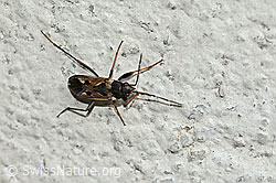 C354029: Gemeine Bodenwanze (Rhyparochromus vulgaris)