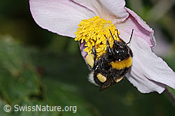 Bombus terrestris on Helleborus orientalis (C354042) Bombus terrestris on Helleborus orientalis (C354042)