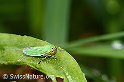 Binsenschmuckzikade (Cicadella viridis) (C354060)
