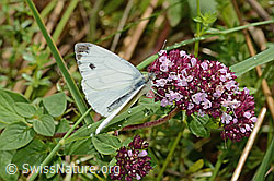 C354067: Rapsweissling (Pieris napi) auf Echtem Dost (Origanum vulgare)