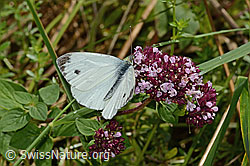 C354068: Rapsweissling (Pieris napi) auf Echtem Dost (Origanum vulgare)