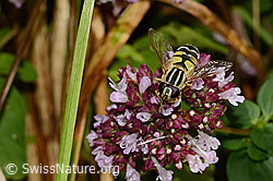 C354073: Grosse Sumpfschwebfliege (Helophilus trivittatus) auf Echtem Dost (Origanum vulgare)