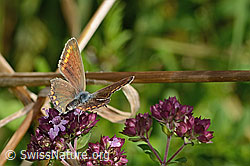 C354083: Hauhechelbläuling (Polyommatus icarus) auf Echtem Dost (Origanum vulgare)