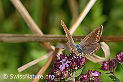 C354084: Hauhechelbläuling (Polyommatus icarus) auf Echtem Dost (Origanum vulgare)