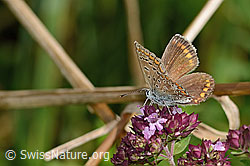 C354086: Hauhechelbläuling (Polyommatus icarus) auf Echtem Dost (Origanum vulgare)