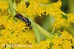 C354088: Mauer-Maskenbiene (Hylaeus hyalinatus) auf Kanadischer Goldrute (Solidago canadensis)