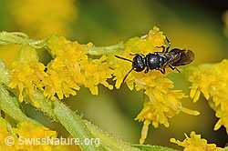 C354092: Mauer-Maskenbiene (Hylaeus hyalinatus) auf Kanadischer Goldrute (Solidago canadensis)