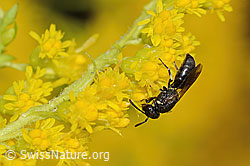 C354093: Mauer-Maskenbiene (Hylaeus hyalinatus) auf Kanadischer Goldrute (Solidago canadensis)