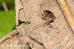 Grosse Randwanze (Coreus marginatus) (C354096) Grosse Randwanze (Coreus marginatus) (C354096)