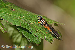 Sargus bipunctatus (C355620)