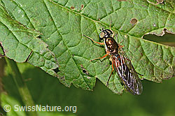 Sargus bipunctatus (C355623)