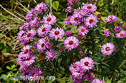 C355636: Neuenglische Aster (Aster novae-angliae)