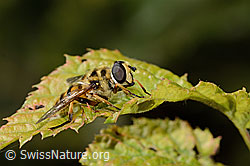 C355650: Totenkopfschwebfliege (Myathropa florea)