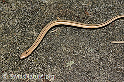 C355663: Blindschleiche (Anguis fragilis)