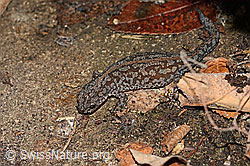 C355668: Bergmolch (Ichthyosaura alpestris)