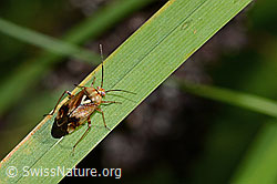 C355677: Gemeine Wiesenwanze (Lygus pratensis)