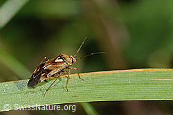 C355680: Gemeine Wiesenwanze (Lygus pratensis)