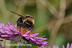 Dunkle Erdhummel (Bombus terrestris) auf Neuenglischer Aster (Aster novae-angliae) (C355690) Dunkle Erdhummel (Bombus terrestris) auf Neuenglischer Aster (Aster novae-angliae) (C355690)
