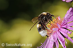Dunkle Erdhummel (Bombus terrestris) auf Neuenglischer Aster (Aster novae-angliae) (C355698) Dunkle Erdhummel (Bombus terrestris) auf Neuenglischer Aster (Aster novae-angliae) (C355698)