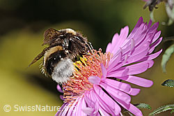 Dunkle Erdhummel (Bombus terrestris) auf Neuenglischer Aster (Aster novae-angliae) (C355700) Dunkle Erdhummel (Bombus terrestris) auf Neuenglischer Aster (Aster novae-angliae) (C355700)