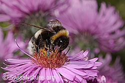 Dunkle Erdhummel (Bombus terrestris) auf Neuenglischer Aster (Aster novae-angliae) (C355702) Dunkle Erdhummel (Bombus terrestris) auf Neuenglischer Aster (Aster novae-angliae) (C355702)