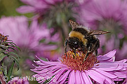 Dunkle Erdhummel (Bombus terrestris) auf Neuenglischer Aster (Aster novae-angliae) (C355703) Dunkle Erdhummel (Bombus terrestris) auf Neuenglischer Aster (Aster novae-angliae) (C355703)