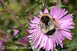 Dunkle Erdhummel (Bombus terrestris) auf Neuenglischer Aster (Aster novae-angliae) (C355705) Dunkle Erdhummel (Bombus terrestris) auf Neuenglischer Aster (Aster novae-angliae) (C355705)
