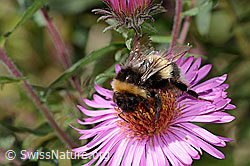 Dunkle Erdhummel (Bombus terrestris) auf Neuenglischer Aster (Aster novae-angliae) (C355706) Dunkle Erdhummel (Bombus terrestris) auf Neuenglischer Aster (Aster novae-angliae) (C355706)